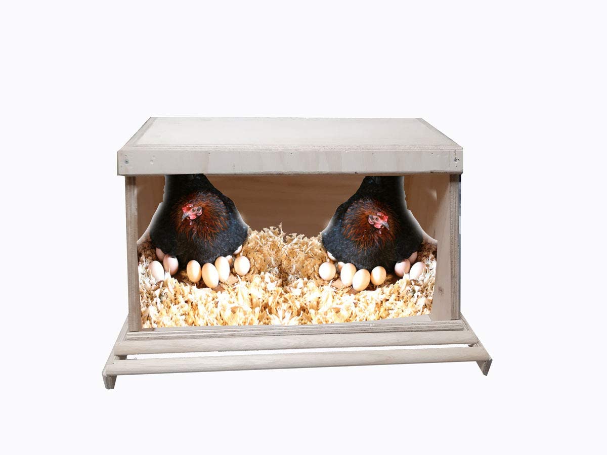 Nido per galline ovaiole covatrice, sala parto con posatoio esterno per  gallina in legno per pollaio 60x30x30h cm